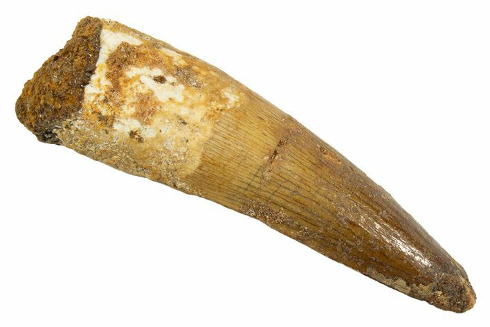 Fossil Spinosaurus Tooth - Real Dinosaur Tooth #344519